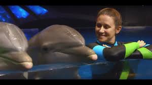 During their apprenticeship, new trainers learn animal training methods, and become familiar with the animals, their personalities, feeding, and care. The Incredible Life Of A Dolphin Trainer Youtube