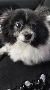 Pomeranian Black American Eskimo Dog Pin By Yaknnyl Regnaz On Pomeranian Pomimo Dogs A Mix Of American Eskimo And Pomeranian Black Pomeranian Baby Animals Dogs