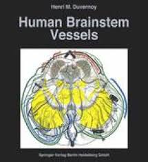 Brainstem special somatic sensory nuclei mediate hearing and positional equilibrium. Human Brainstem Vessels Springerlink