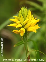 Image result for Orthochilus