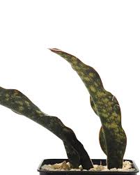 Image result for Kraussia kirkii