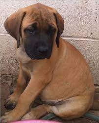Apricot Coloured English Mastiff English Mastiff Mastiffs Mastiff Breeds
