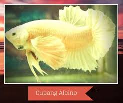 It is located in the northern section of the city. Jenis Ikan Cupang Aduan Dan Ikan Hias Termahal Nino Artikel