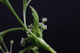 Image result for Apium leptophyllum