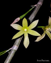 Image result for Cycnium recurvum