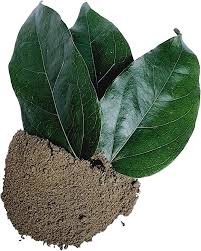 Image result for Tiliacora