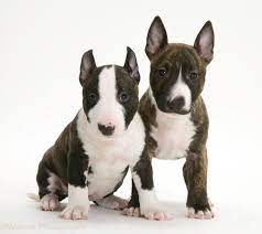 Miniature Bull Terrier Puppies For Sale From Reputable Dog The Bull Terrier Is A Cross Between The Bulldog Mini Bull Terriers Bull Terrier Puppy Bull Terrier