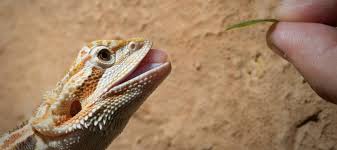 In the summer, give them about 14 hours of sun per day. How To Care For Your Pet Bearded Dragon Good Living