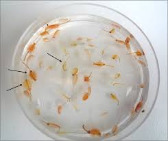 Image result for Artemia Franciscana