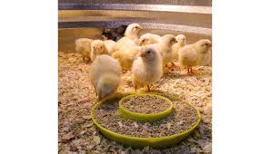If they are cold, baby chickens might freeze to death. Better Feed For Your Backyard Chickens Ifa Country Stores