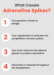 Definition of adrenaline rush in the idioms dictionary. What Is Adrenaline Adrenaline Is A Hormone Released From The Adrenal Glands That Prepares The Body For Fight Or Flight Learn About What Adrenaline Does To The Body Here