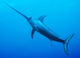 Low Mercury And High Mercury Fishes Consumer Reports Magazine Underwater Creatures Ocean Creatures Sea Whale