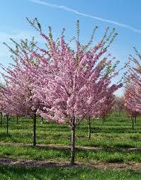 Image result for Prunus persica