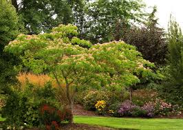 Image result for Mimosa mossambicensis