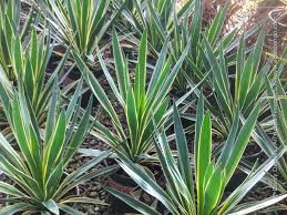 Image result for Yucca gloriosa