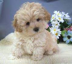 Maltipoo Puppies One Word Cute Maltipoo Puppy Cockapoo Puppies Maltipoo Puppies For Sale
