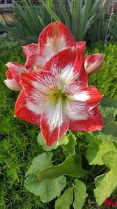 Zuckerstange Amaryllis Pretty Flowers Flower Garden Pictures Beautiful Flowers