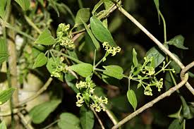 Image result for Rubia cordifolia