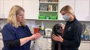 6813 grapevine highway north richland hills tx 76180. Arbor Hills Animal Clinic Home Facebook