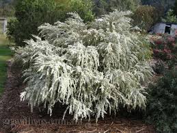 Maybe you would like to learn more about one of these? Leptospermum Cardwell Australian Native Plants Australian Native Garden Shrubs