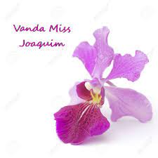 We did not find results for: Vanda Miss Joaquim Singapore S National Flower Unsharpened Stock Photo Picture And Royalty Free Image Image 18229318