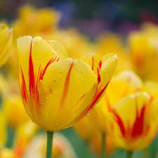 The Right Flowers For Every Occasion And Feeling Beautiful Flowers Images Flowers Types Of Tulips