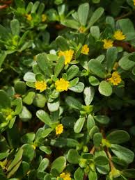 Image result for Portulaca oleracea