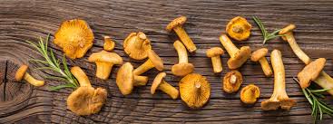 Maybe you would like to learn more about one of these? Funghi Finferli Caratteristiche Raccolta E Consigli Su Come Pulirli E Cucinarli