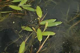 Image result for Potamogetonaceae