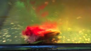 Variasi makan malam biar semangat menjalani diet. Toman Vs Haruan By Mrdon Jr