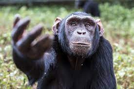 No Wonder We Are So Fascinated By Chimps They Remind Us Of Ourselves Chimp Great Ape Cute Baby Animals