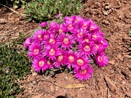We did not find results for: Jimmy Turner On Twitter Aloinopsis Spathulata The Hardy Living Stone Plant A Native Or The Eastern Cape Of South Africa Flowering Redbuttegarden In The Water Conservation Garden First Time To See This