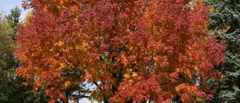 *prices shown are based on per ton stumpage price. Trees Shrubs Page 11 Wisconsin Horticulture