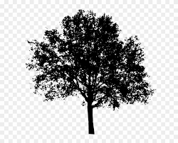 Maybe you would like to learn more about one of these? Transparent Tree Cliparts 3 Buy Clip Art Tree Black And White Transparent Free Transparent Png Clipart Images Download