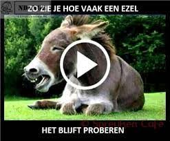 Kijk Dit Filmpje En Zie Hoe Vaak Een Ezel Het Blijft Proberen Grappige Gezichten Ezel Grappig