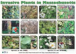 Image result for Euryops subcarnosus