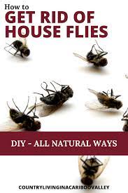 Natural Ways To Get Rid Of House Flies Get Rid Of Flies Home Remedies For Flies Diy Pest Control