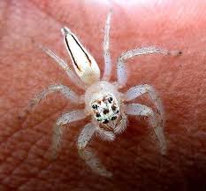 Black And White Spider Texas Poisonous Does The Two Striped Telamonia Spider Really Lurk In Toilets Poisonous Spiders Spider Spider Bites