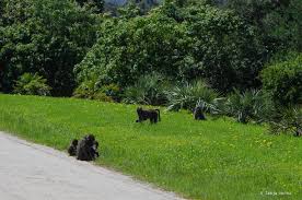 Why You Should Not Give Food To Baboons In South Africa South Africa Animals Africa Animals Baboon