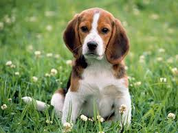 Résultat de recherche d'images pour "image de chien"
