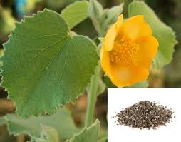 Image result for Abutilon grantii