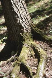 Pin On Kill Tree Roots
