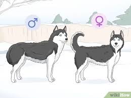 Male (s) and female (s), 10 weeks old. 3 Ways To Identify A Siberian Husky Wikihow