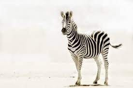 Burchell S Zebra Photography Zebra Animal Illustration Art Animals