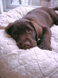 Pinterest Herehaveasmile Instagram Here Have A Smile Puppies Lab Puppies Cute Dogs