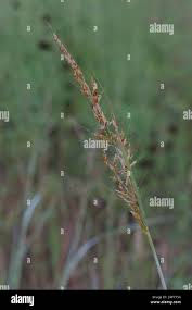 Image result for Sorghastrum stipoides