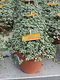 Image result for Pilea sublucens