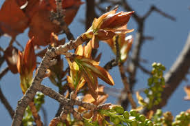 Image result for Ochna pulchra