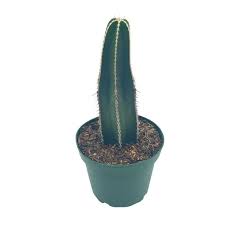 Image result for Lophocereus marginatus