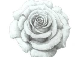 This Tutorial Explains How To Draw A Realistic Rose Step By Steps With Detailed Pencil Illustrations As Exam Rose Drawing Tattoo Rose Step By Step Rose Drawing